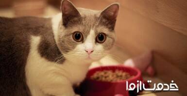 تهیه غذای گربه: 5 روش تهیه غذا گربه ارزان برای گربه های خانگی، خیابانی و بچه گربه