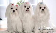 نحوه شستن حیوان خانگی