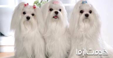 نحوه شستن حیوان خانگی