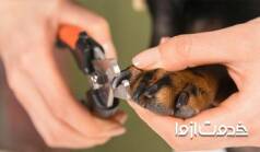 کوتاه کردن ناخن سگ در منزل