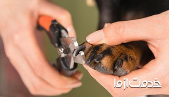 کوتاه کردن ناخن سگ در منزل
