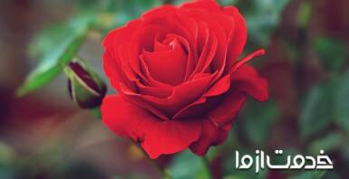 تکثیر گل رز در خانه: تمامی روش های قلمه زدن گل رز در منزل؛ حتی با سیب زمینی