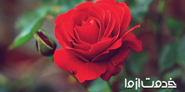 تکثیر گل رز در خانه: تمامی روش های قلمه زدن گل رز در منزل؛ حتی با سیب زمینی