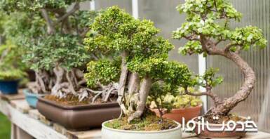 بونسای چیست؟