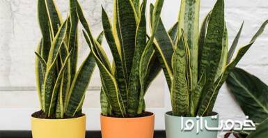 سانسوریا؛ مناسب‌ترین گیاه آپارتمانی