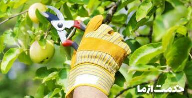 هرس درخت سیب