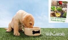 لیست غذاهای ممنوعه برای سگ