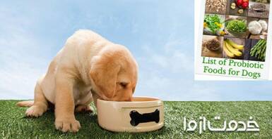لیست غذاهای ممنوعه برای سگ