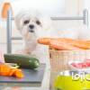 لیست غذاهای مفید برای سگ خانگی