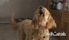 علت های پارس کردن سگ