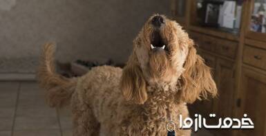 علت های پارس کردن سگ