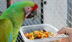 رژیم غذایی سالم برای طوطی | غذای طوطی