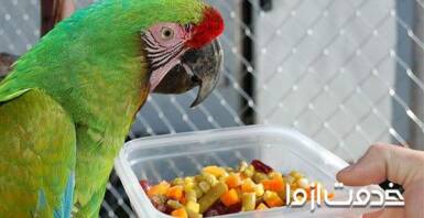 رژیم غذایی سالم برای طوطی | غذای طوطی