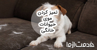همه چیز درباره روش های تمیز کردن موی حیوانات خانگی
