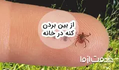 علائم وجود کنه در خانه و روش‌های از بین بردن کنه