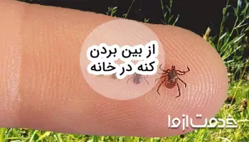 علائم وجود کنه در خانه و روشهای از بین بردن کنه