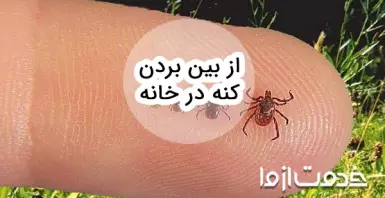 علائم وجود کنه در خانه و روش‌های از بین بردن کنه