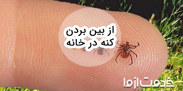 علائم وجود کنه در خانه و روش‌های از بین بردن کنه