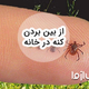علائم وجود کنه در خانه و روش‌های از بین بردن کنه