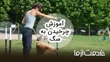 آموزش چرخیدن به سگ