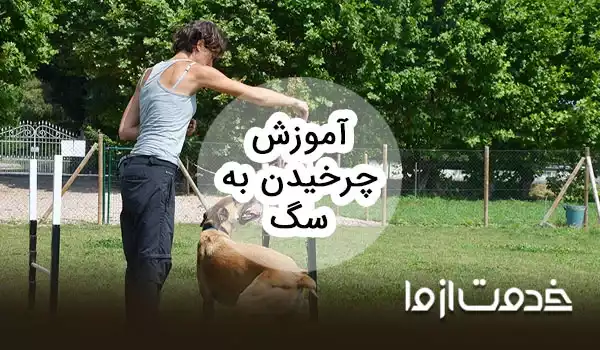 آموزش چرخیدن به سگ