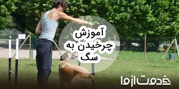 آموزش چرخیدن به سگ