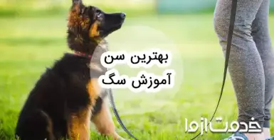 بهترین سن آموزش سگ و توله سگ