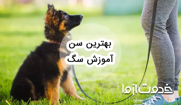 بهترین سن آموزش سگ و توله سگ