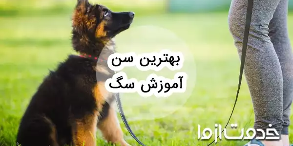 بهترین سن آموزش سگ و توله سگ