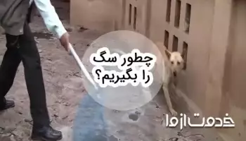 آموزش گام به گام چگونه سگ را بگیریم