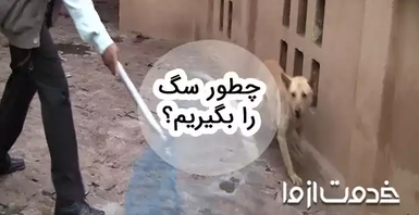 آموزش گام به گام چگونه سگ را بگیریم