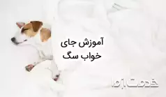 آموزش جای خواب سگ