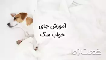 آموزش جای خواب سگ