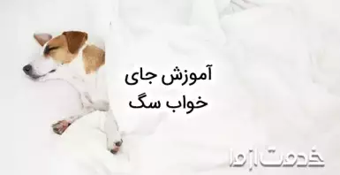 آموزش جای خواب سگ