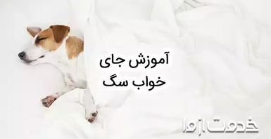 آموزش جای خواب سگ