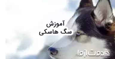 آموزش سگ هاسکی