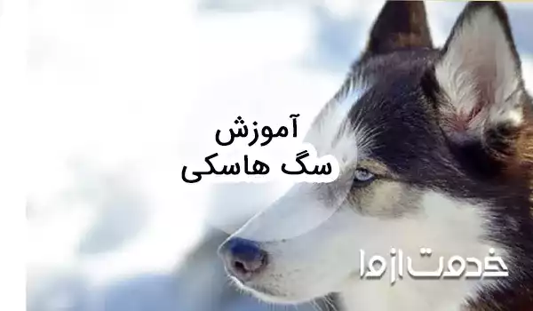 آموزش سگ هاسکی