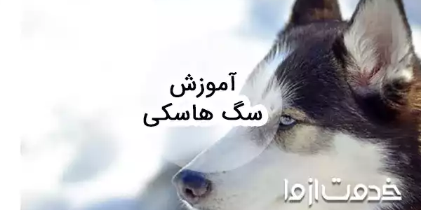 آموزش سگ هاسکی