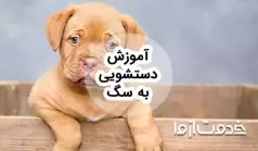 آموزش دستشویی به سگ