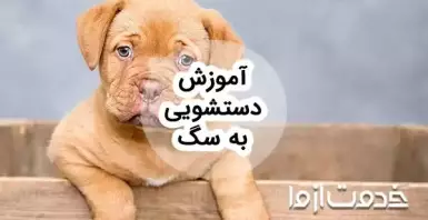 آموزش دستشویی به سگ