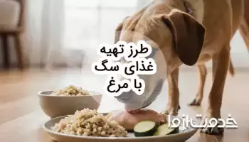 آموزش طرز تهیه غذای سگ با مرغ و نکات مهم آن