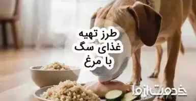 آموزش طرز تهیه غذای سگ با مرغ و نکات مهم آن