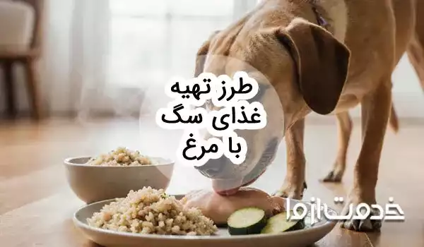 آموزش طرز تهیه غذای سگ با مرغ و نکات مهم آن