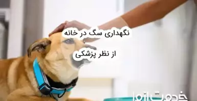 نگهداری سگ در خانه از نظر پزشکی