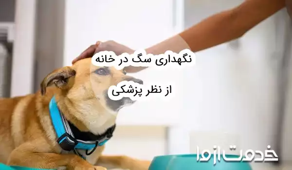 نگهداری سگ در خانه از نظر پزشکی