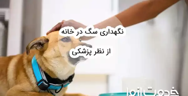 نگهداری سگ در خانه از نظر پزشکی