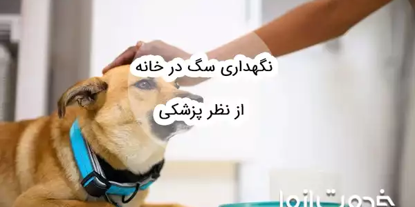 نگهداری سگ در خانه از نظر پزشکی