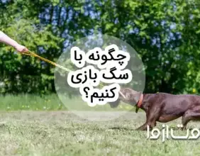 راهنمای کامل بازی با سگ: چگونه با سگ بازی کنیم؟