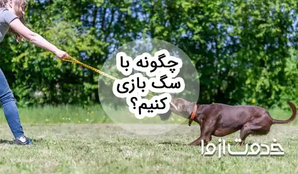 راهنمای کامل بازی با سگ: چگونه با سگ بازی کنیم؟