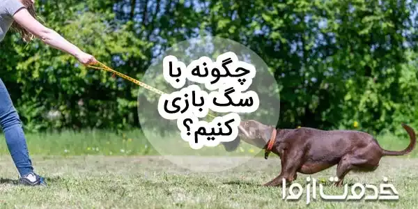 راهنمای کامل بازی با سگ: چگونه با سگ بازی کنیم؟